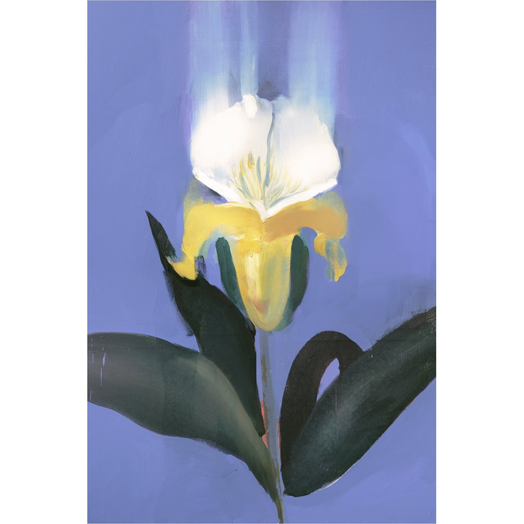 White and yellow flower with green leaves on a blue background Iris – Botanical Canvas Wall Art | Premium Luxury Print | Brume Art