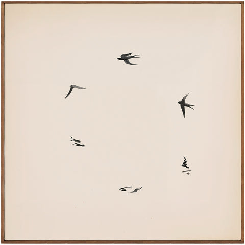 flying birds