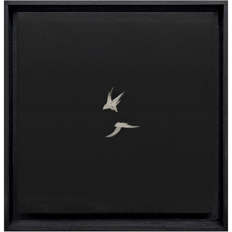 white birds