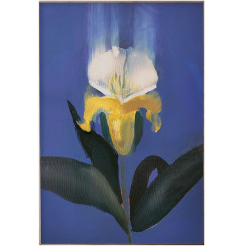 iris