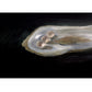 Oyster with three pearls inside on a dark background Pearl 2 – Elegant Abstract Canvas Wall Art | Luxury Giclée Print | Brume Art| Luxury Wall Decor | Large Canvas Wall Art | Oversized Wall Hanging-Brume art
